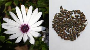 Image result for Dimorphotheca pluvialis