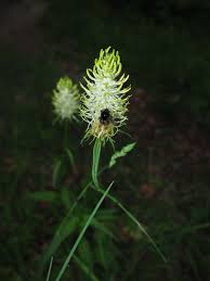 Attēlu rezultāti vaicājumam “Phyteuma spicatum bud”
