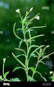 Attēlu rezultāti vaicājumam “Epilobium roseum flower”