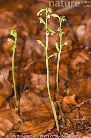 Attēlu rezultāti vaicājumam “Corallorhiza trifida flower”
