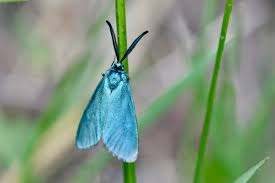 Attēlu rezultāti vaicājumam “Adscita statices”