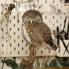 Attēlu rezultāti vaicājumam “Glaucidium passerinum adult”