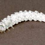 Attēlu rezultāti vaicājumam “Eriocampa ovata larva”