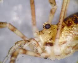 Attēlu rezultāti vaicājumam “Lophopilio palpinalis”