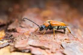Attēlu rezultāti vaicājumam “Leptura rubra”