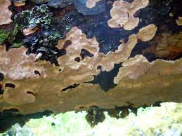 Attēlu rezultāti vaicājumam “Laurilia sulcata”