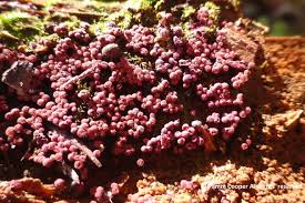 Attēlu rezultāti vaicājumam “Trichia scabra spores”