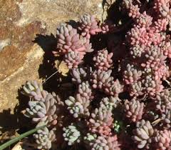 Attēlu rezultāti vaicājumam “Sedum hispanicum leaf”