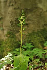 Attēlu rezultāti vaicājumam “Listera ovata flower”