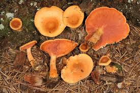 Attēlu rezultāti vaicājumam “Hygrophoropsis aurantiaca”