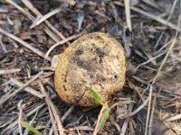 Attēlu rezultāti vaicājumam “Rhizopogon luteolus”