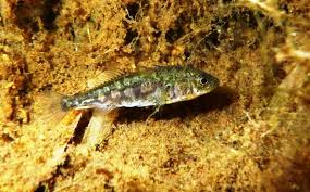 Attēlu rezultāti vaicājumam “Gasterosteus aculeatus”