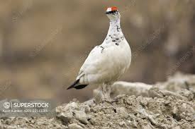 Attēlu rezultāti vaicājumam “Lagopus lagopus male”