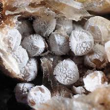 Attēlu rezultāti vaicājumam “Isoetes lacustris leaf”