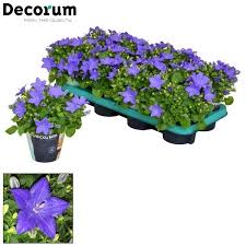 Image result for Campanula isophylla