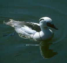 Attēlu rezultāti vaicājumam “Mergus albellus”