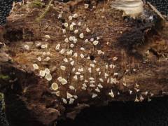 Attēlu rezultāti vaicājumam “Lachnum corticale”