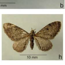 Attēlu rezultāti vaicājumam “Anticollix sparsata”