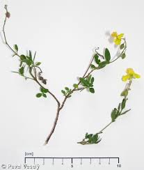 Attēlu rezultāti vaicājumam “Helianthemum nummularium leaf”
