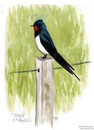 Attēlu rezultāti vaicājumam “Hirundo rustica adult”