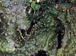 Attēlu rezultāti vaicājumam “Melanohalea exasperata”