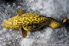 Image result for Lota lota