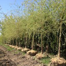 Attēlu rezultāti vaicājumam “Salix”