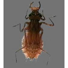 Attēlu rezultāti vaicājumam “Cordulidae”