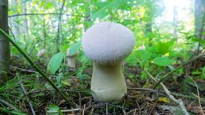 Attēlu rezultāti vaicājumam “Calvatia excipuliformis”