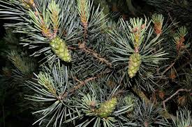 Attēlu rezultāti vaicājumam “Pinus sylvestris leaf”