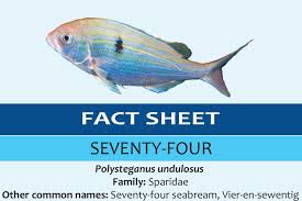 Image result for Polysteganus undulosus