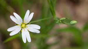 Attēlu rezultāti vaicājumam “Stellaria holostea flower”