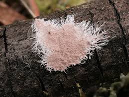 Attēlu rezultāti vaicājumam “Steccherinum fimbriatum”