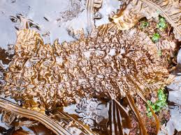 Attēlu rezultāti vaicājumam “Cribraria costata”