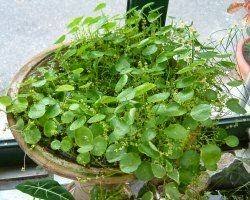 「香菇草」的圖片搜尋結果