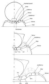 Attēlu rezultāti vaicājumam “Craspedosoma rawlinsi”