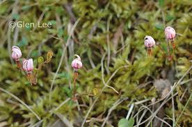 Attēlu rezultāti vaicājumam “Oxycoccus microcarpus”