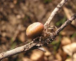 Attēlu rezultāti vaicājumam “Araneus quadratus female”