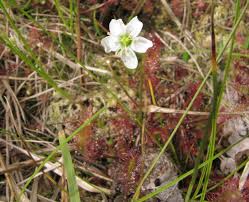 Attēlu rezultāti vaicājumam “Drosera anglica flower”
