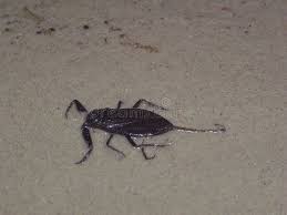 Attēlu rezultāti vaicājumam “Nepa cinerea imago”