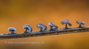 Attēlu rezultāti vaicājumam “Didymium clavus”