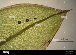 Attēlu rezultāti vaicājumam “Bryum pseudotriquetrum”