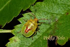 Attēlu rezultāti vaicājumam “Elasmostethus interstinctus nymph”