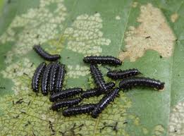 Attēlu rezultāti vaicājumam “Agelastica alni larva”