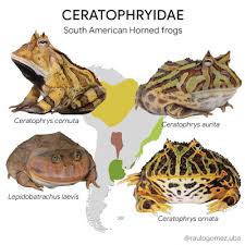 Image result for Ceratophrys ornata