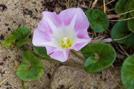 Attēlu rezultāti vaicājumam “Calystegia inflata”