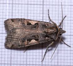 Attēlu rezultāti vaicājumam “Orthosia gothica”