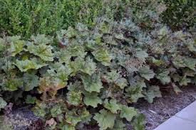 Image result for HEUCHERA americana 'Palace Purple Auslese'