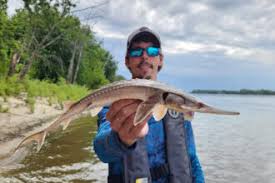 Image result for Scaphirhynchus platorynchus