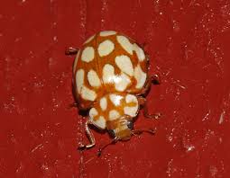 Attēlu rezultāti vaicājumam “Sospita vigintiguttata”